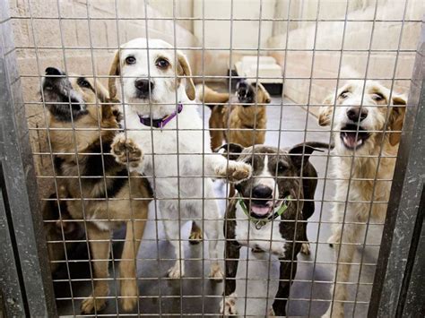 canile mariano|Sopranimaux: refuge chien, chat